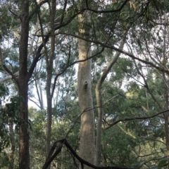 Native tree with hollow(s) (Native tree with hollow(s)) at Mogo State Forest - 4 Aug 2018 by nickhopkins