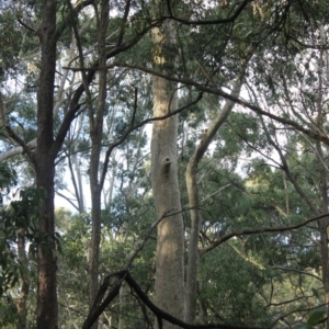 Native tree with hollow(s) at Mogo State Forest - 4 Aug 2018
