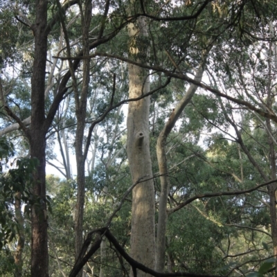 Native tree with hollow(s) (Native tree with hollow(s)) at Mogo State Forest - 4 Aug 2018 by nickhopkins