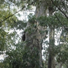 Native tree with hollow(s) (Native tree with hollow(s)) at Mogo State Forest - 4 Aug 2018 by nickhopkins