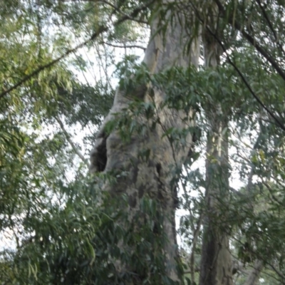 Native tree with hollow(s) (Native tree with hollow(s)) at Mogo State Forest - 4 Aug 2018 by nickhopkins