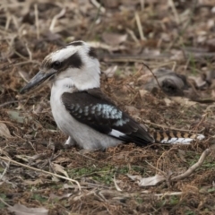 Dacelo novaeguineae (Laughing Kookaburra) at Tuggeranong Hill - 2 Aug 2018 by AlisonMilton