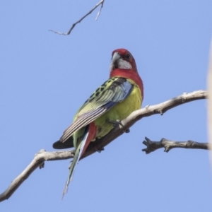 Platycercus eximius at Tuggeranong Hill - 2 Aug 2018 09:42 AM