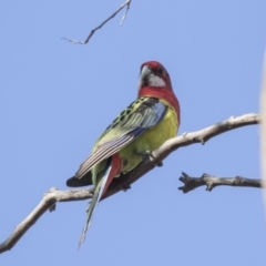 Platycercus eximius (Eastern Rosella) at Tuggeranong Hill - 1 Aug 2018 by Alison Milton