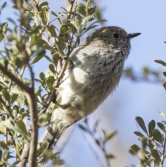 Acanthiza pusilla (Brown Thornbill) at Tuggeranong Hill - 1 Aug 2018 by Alison Milton