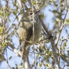 Acanthiza pusilla at Tuggeranong Hill - 2 Aug 2018