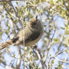 Acanthiza pusilla at Tuggeranong Hill - 2 Aug 2018