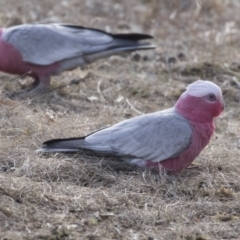 Eolophus roseicapilla (Galah) at Tuggeranong Hill - 2 Aug 2018 by AlisonMilton