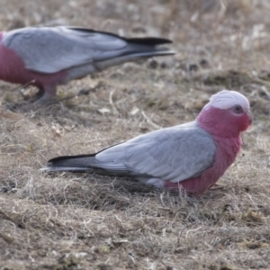 Eolophus roseicapilla at Tuggeranong Hill - 2 Aug 2018 10:00 AM