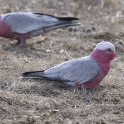 Eolophus roseicapilla (Galah) at Tuggeranong Hill - 2 Aug 2018 by AlisonMilton