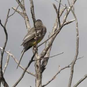 Anthochaera carunculata at Tuggeranong Hill - 2 Aug 2018 11:18 AM