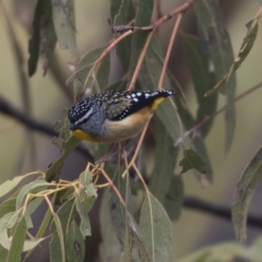 Pardalotus punctatus (Spotted Pardalote) at Tuggeranong Hill - 2 Aug 2018 by Alison Milton