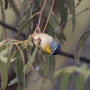 Pardalotus punctatus at Tuggeranong Hill - 2 Aug 2018