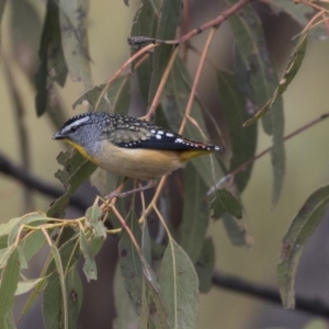 Pardalotus punctatus at Tuggeranong Hill - 2 Aug 2018