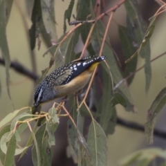 Pardalotus punctatus at Tuggeranong Hill - 2 Aug 2018