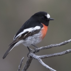 Petroica boodang (Scarlet Robin) at Tuggeranong Hill - 2 Aug 2018 by Alison Milton