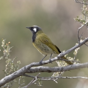 Nesoptilotis leucotis at Tuggeranong Hill - 2 Aug 2018