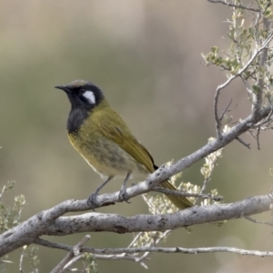 Nesoptilotis leucotis at Tuggeranong Hill - 2 Aug 2018 12:54 PM