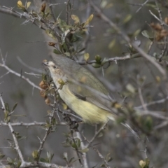 Smicrornis brevirostris (Weebill) at Tuggeranong Hill - 2 Aug 2018 by AlisonMilton