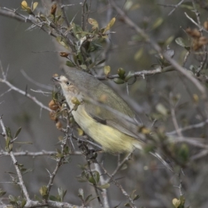 Smicrornis brevirostris at Tuggeranong Hill - 2 Aug 2018