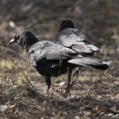 Corcorax melanorhamphos (White-winged Chough) at Tuggeranong Hill - 2 Aug 2018 by AlisonMilton