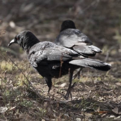 Corcorax melanorhamphos (White-winged Chough) at Tuggeranong Hill - 2 Aug 2018 by Alison Milton