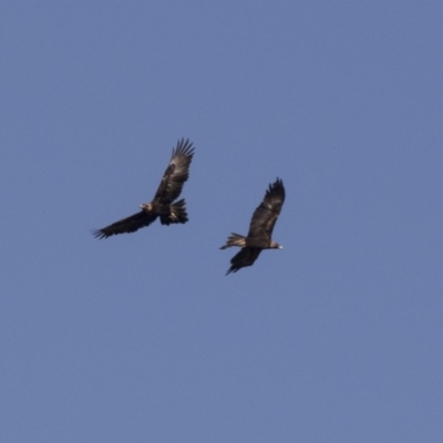 Aquila audax (Wedge-tailed Eagle) at Tuggeranong Hill - 2 Aug 2018 by Alison Milton
