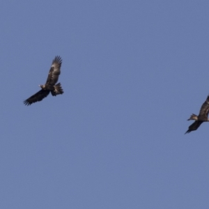 Aquila audax at Tuggeranong Hill - 2 Aug 2018 02:06 PM