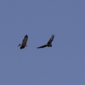 Aquila audax at Tuggeranong Hill - 2 Aug 2018