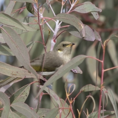 Ptilotula fusca (Fuscous Honeyeater) at Tuggeranong Hill - 2 Aug 2018 by AlisonMilton