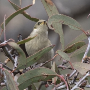 Ptilotula fusca at Tuggeranong Hill - 2 Aug 2018