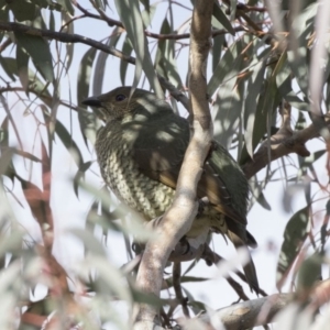 Ptilonorhynchus violaceus at Tuggeranong Hill - 2 Aug 2018