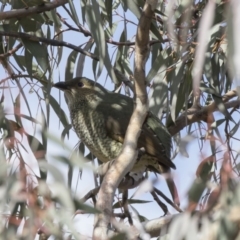 Ptilonorhynchus violaceus at Tuggeranong Hill - 2 Aug 2018