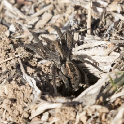 Tasmanicosa godeffroyi (Garden Wolf Spider) at Tuggeranong Hill - 2 Aug 2018 by AlisonMilton