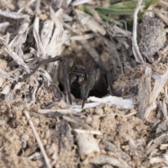 Tasmanicosa godeffroyi at Theodore, ACT - 2 Aug 2018 10:33 AM