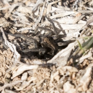 Tasmanicosa godeffroyi at Theodore, ACT - 2 Aug 2018 10:33 AM