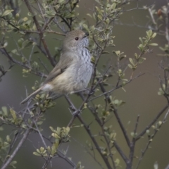 Acanthiza pusilla (Brown Thornbill) at Tuggeranong Hill - 2 Aug 2018 by AlisonMilton