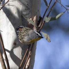 Pardalotus punctatus (Spotted Pardalote) at ANBG - 3 Aug 2018 by AlisonMilton