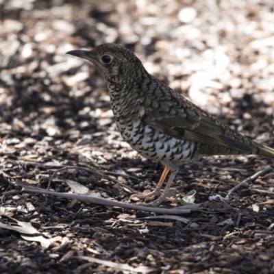 Zoothera lunulata (Bassian Thrush) at ANBG - 3 Aug 2018 by AlisonMilton