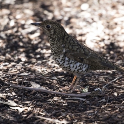 Zoothera lunulata (Bassian Thrush) at ANBG - 3 Aug 2018 by Alison Milton