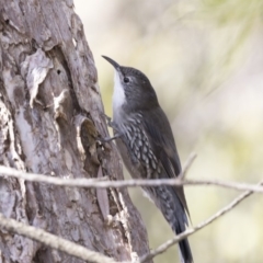 Cormobates leucophaea (White-throated Treecreeper) at ANBG - 3 Aug 2018 by AlisonMilton