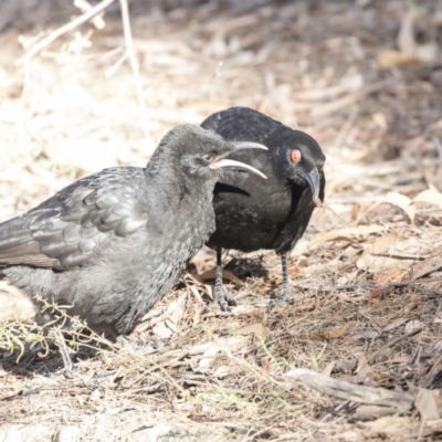 Corcorax melanorhamphos (White-winged Chough) at ANBG - 3 Aug 2018 by Alison Milton