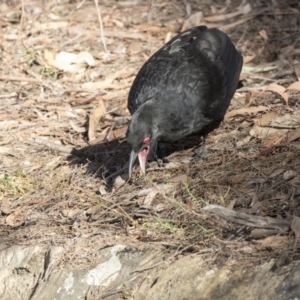 Corcorax melanorhamphos at ANBG - 3 Aug 2018 02:05 PM