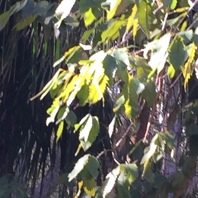 Unverified Other Shrub at EDM Private Property - 4 Aug 2018 by Evelynm
