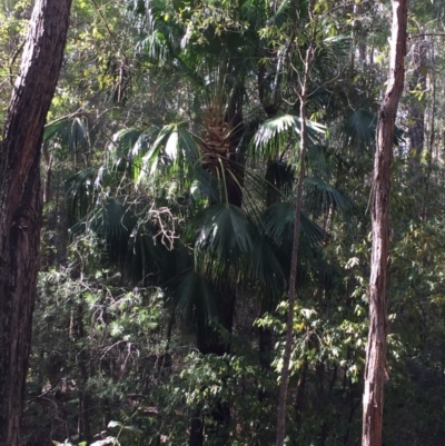 Livistona australis (Australian Cabbage Palm) at EDM Private Property - 4 Aug 2018 by Evelynm