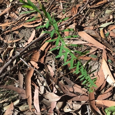 Unverified Other Shrub at EDM Private Property - 4 Aug 2018 by Evelynm