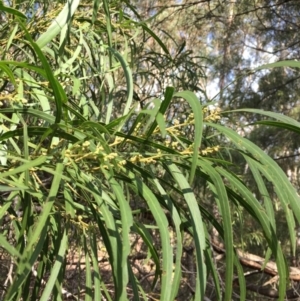 Acacia mabellae at EDM Private Property - 4 Aug 2018