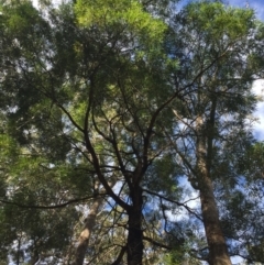 Acacia mabellae at EDM Private Property - 4 Aug 2018 01:48 PM