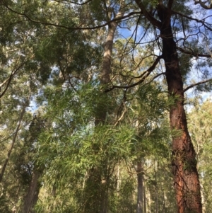 Acacia mabellae at EDM Private Property - 4 Aug 2018 01:48 PM