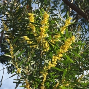 Acacia longifolia subsp. longifolia at 34 Tallow Wood Road - 4 Aug 2018